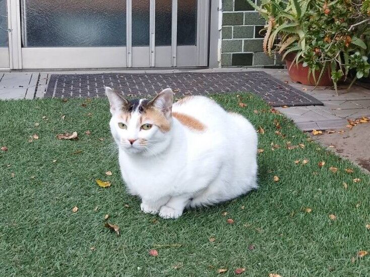 よっぴ